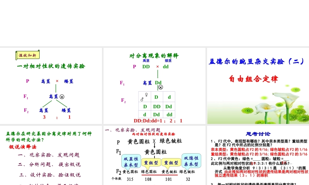 (很好)2011孟德尔豌豆杂交实验二第一课时小玲用