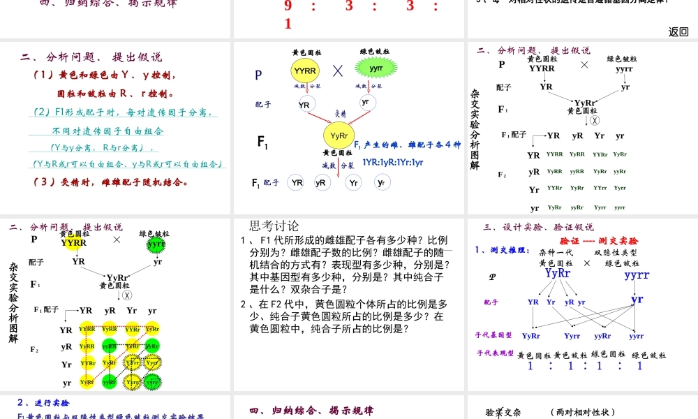(很好)2011孟德尔豌豆杂交实验二第一课时小玲用