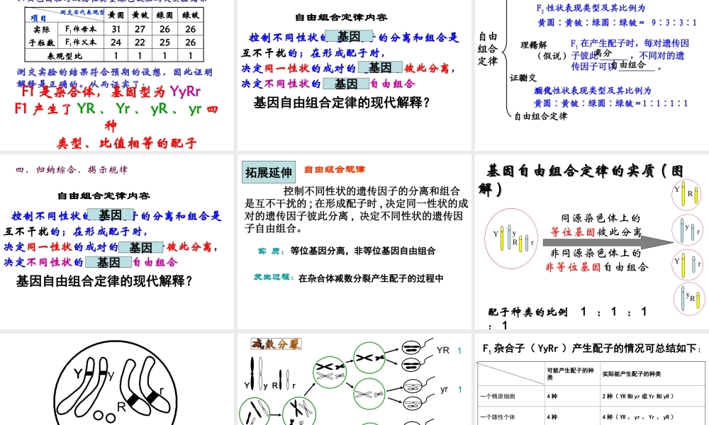 (很好)2011孟德尔豌豆杂交实验二第一课时小玲用