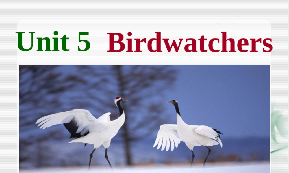 Unit5Birdwatcherswelcometotheunit课件