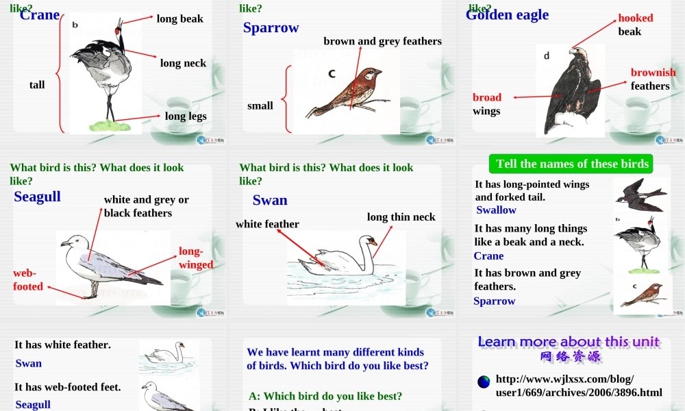Unit5Birdwatcherswelcometotheunit课件