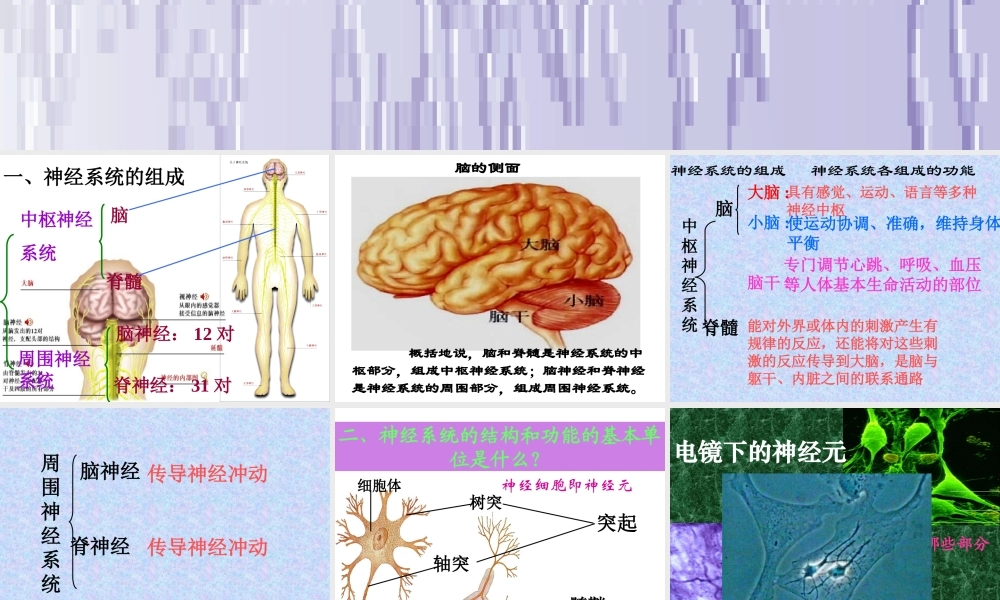 168神经系统的组成