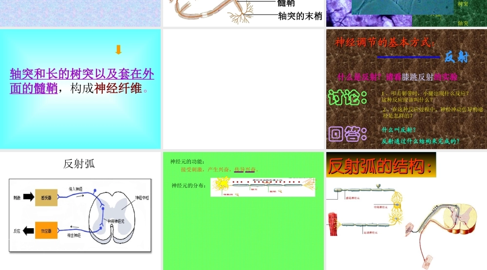 168神经系统的组成