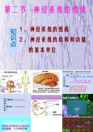 168神经系统的组成