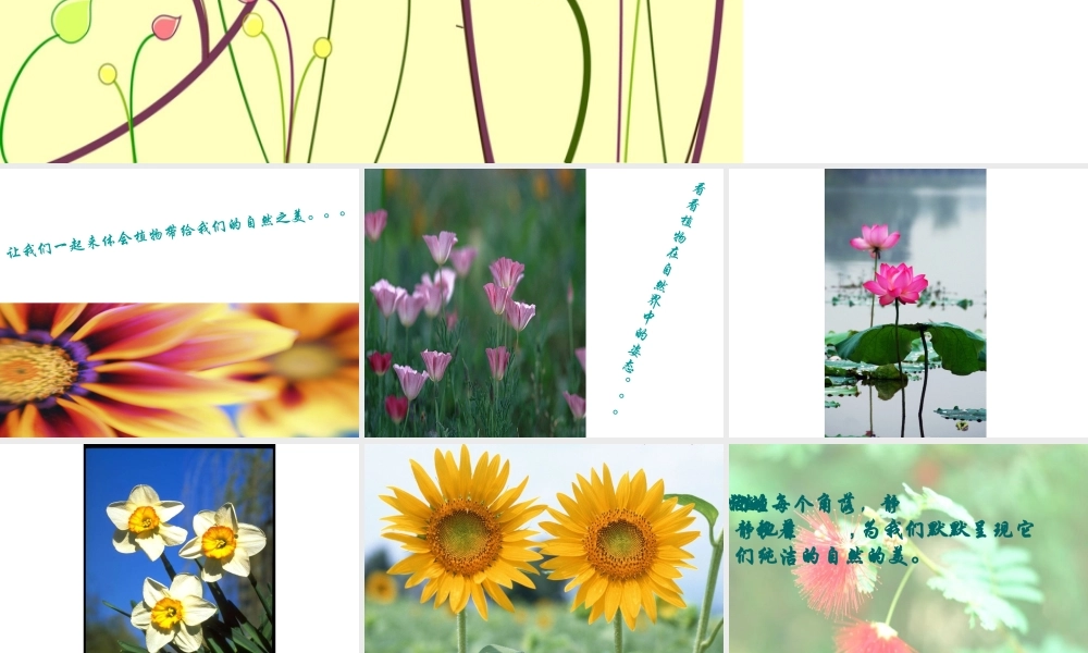 《植物写生》课件