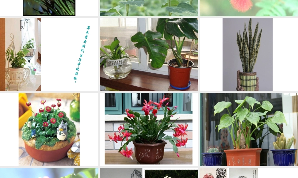 《植物写生》课件
