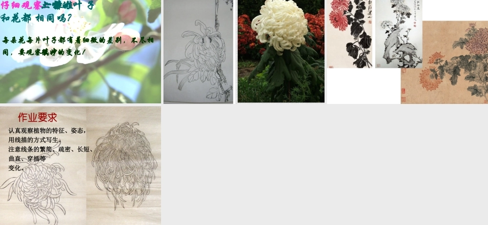 《植物写生》课件