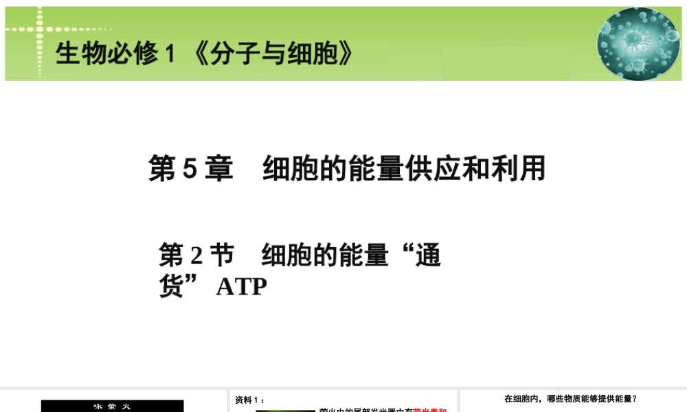 生命活动的直接能源——ATP