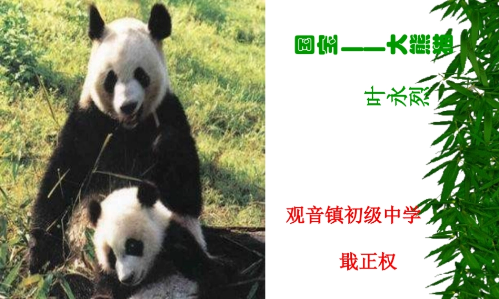 《国宝—大熊猫》