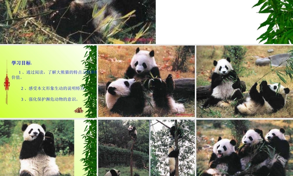 《国宝—大熊猫》