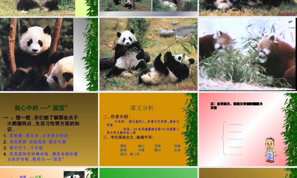 《国宝—大熊猫》