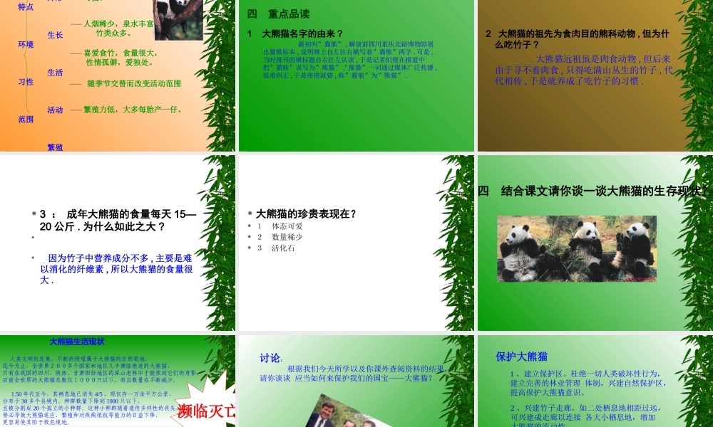 《国宝—大熊猫》