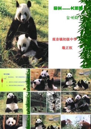 《国宝—大熊猫》