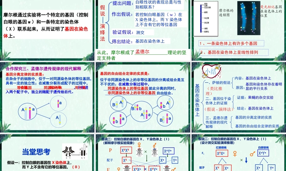 一果蝇的伴性遗传