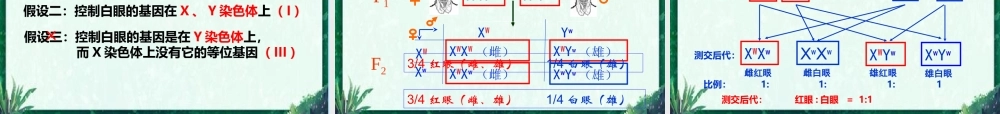 一果蝇的伴性遗传