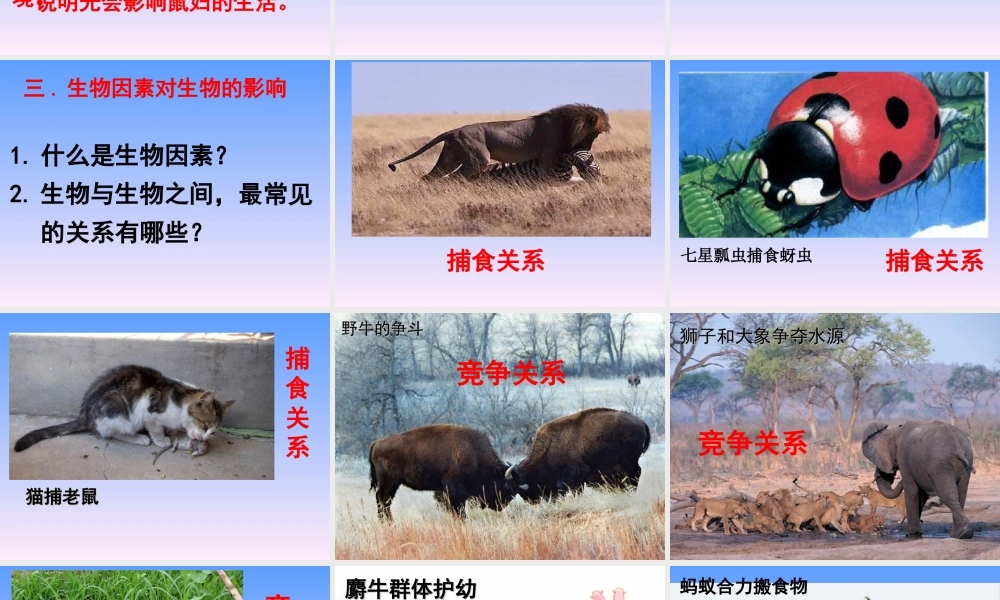 《第一节-环境对生物的影响》-课件2