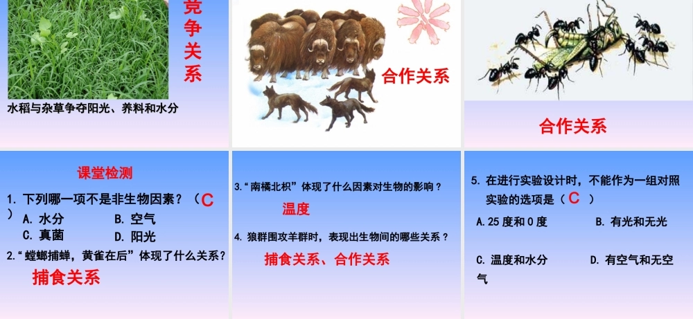 《第一节-环境对生物的影响》-课件2