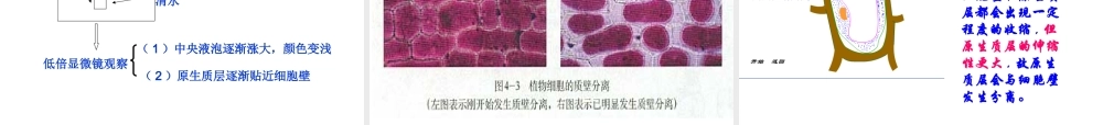 物质跨膜运输