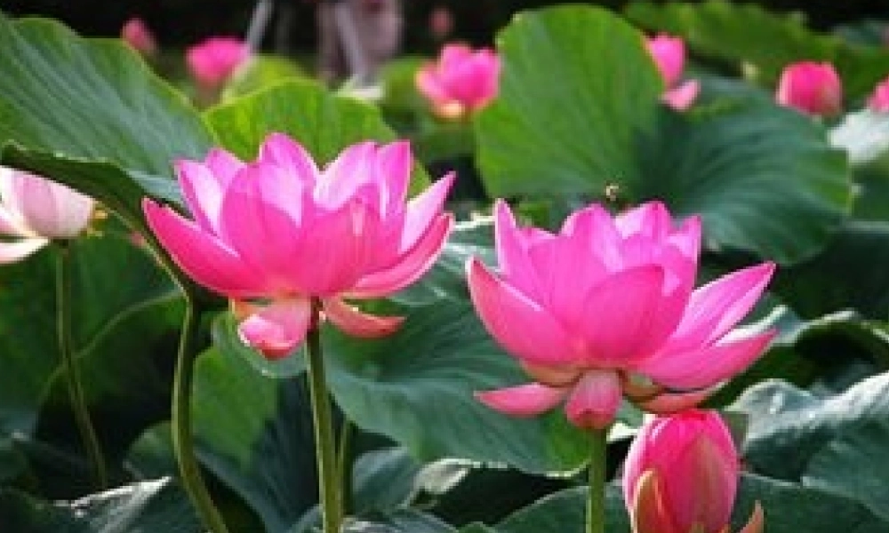 小学数学北师大2011课标版四年级北师大版四年级下册解方程(一)