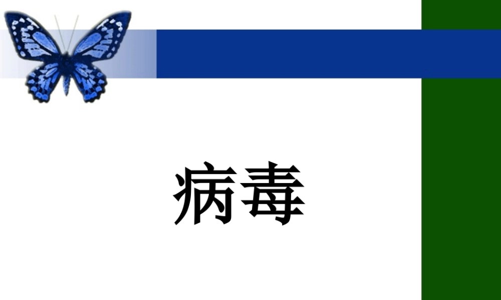 《病毒》课件4