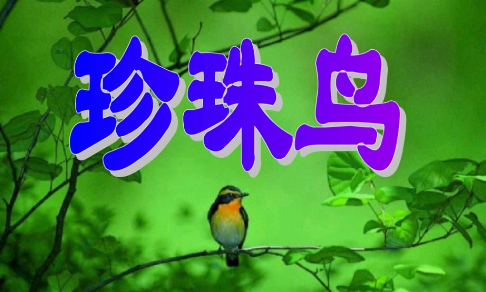 《珍珠鸟》课件2(1)(2)