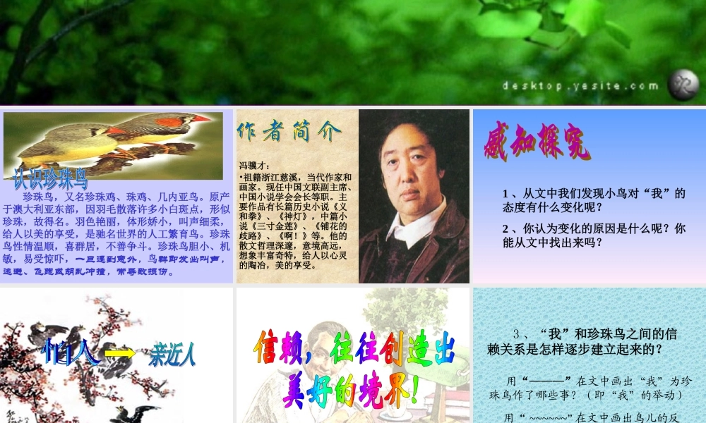 《珍珠鸟》课件2(1)(2)