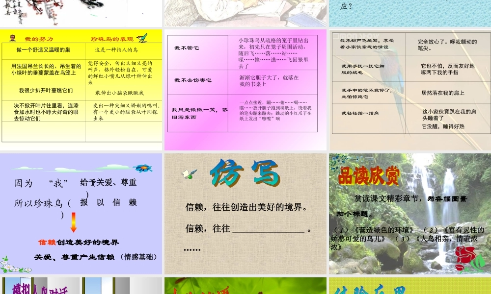 《珍珠鸟》课件2(1)(2)