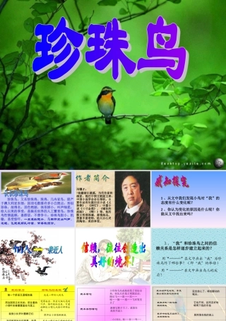 《珍珠鸟》课件2(1)(2)