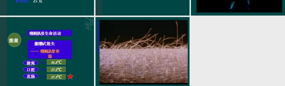 七年级生物下册-10.6-人体能量的供给(课件)苏教版