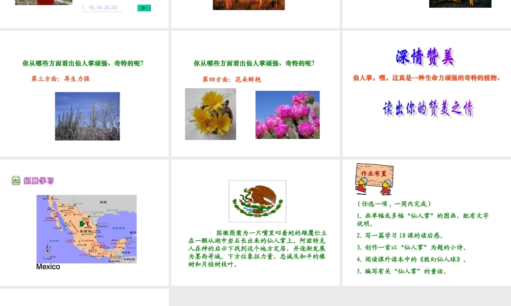 西师版六年级上册语文第15课《仙人掌》课件PPT