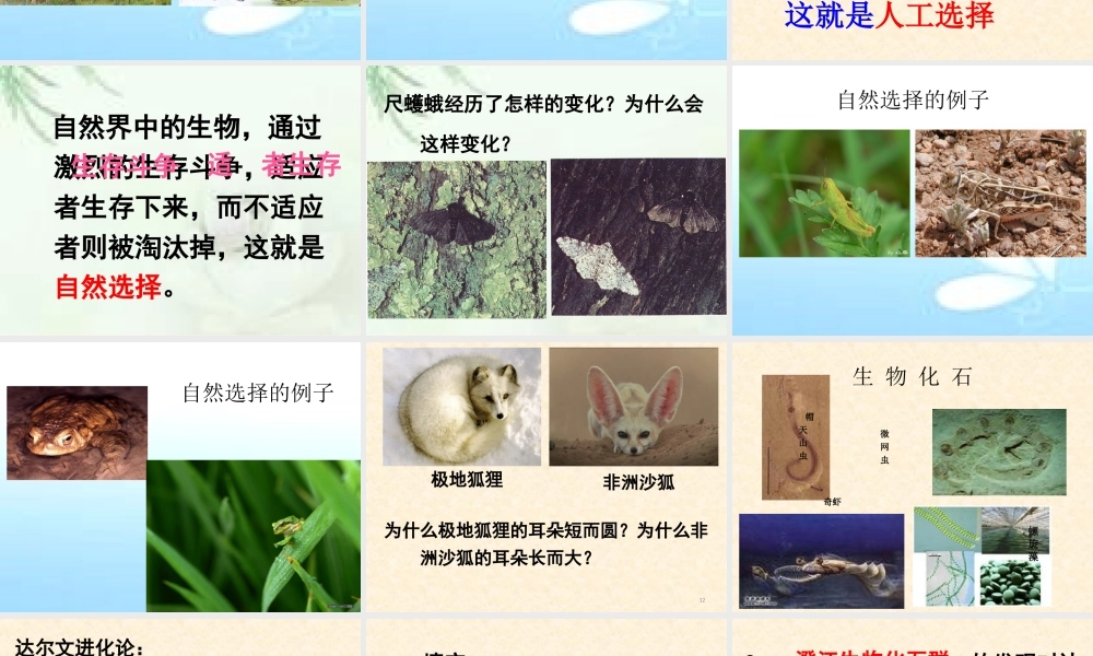 达尔文与他的“进化论”