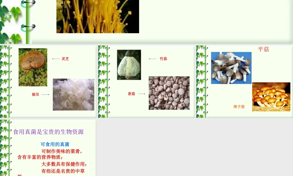 认识一些可食用真菌