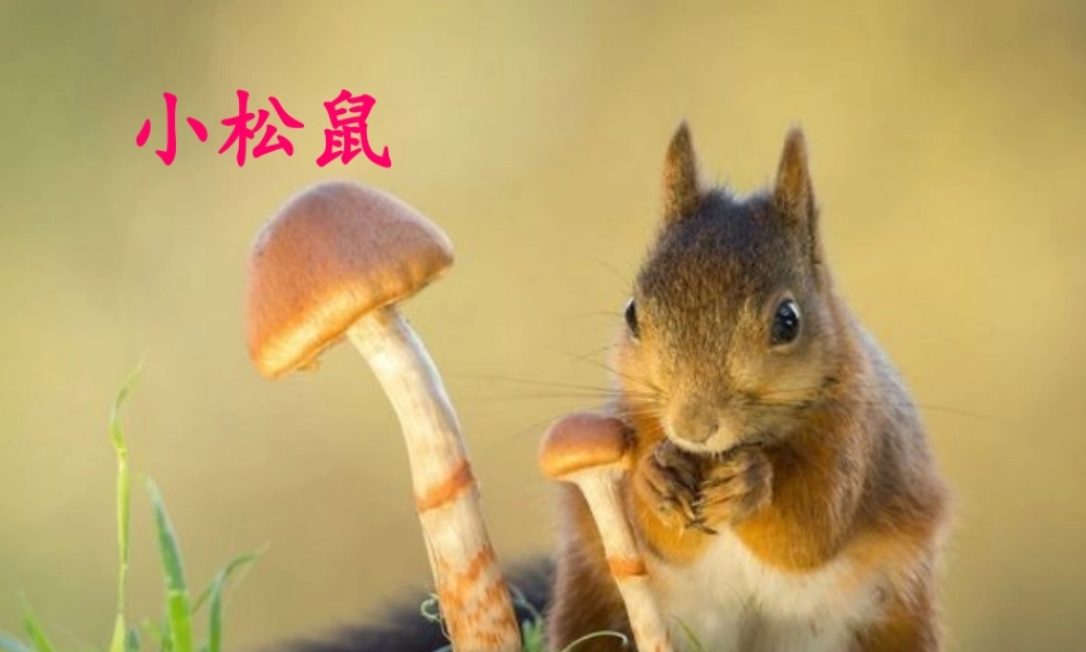 (部编)人教2011课标版一年级上册小松鼠找花生果