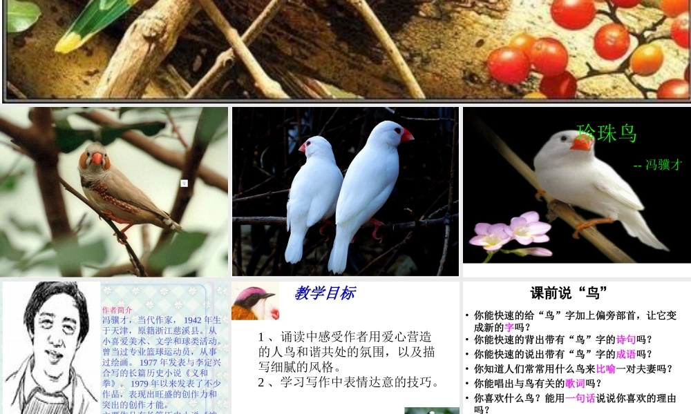 《珍珠鸟》课件