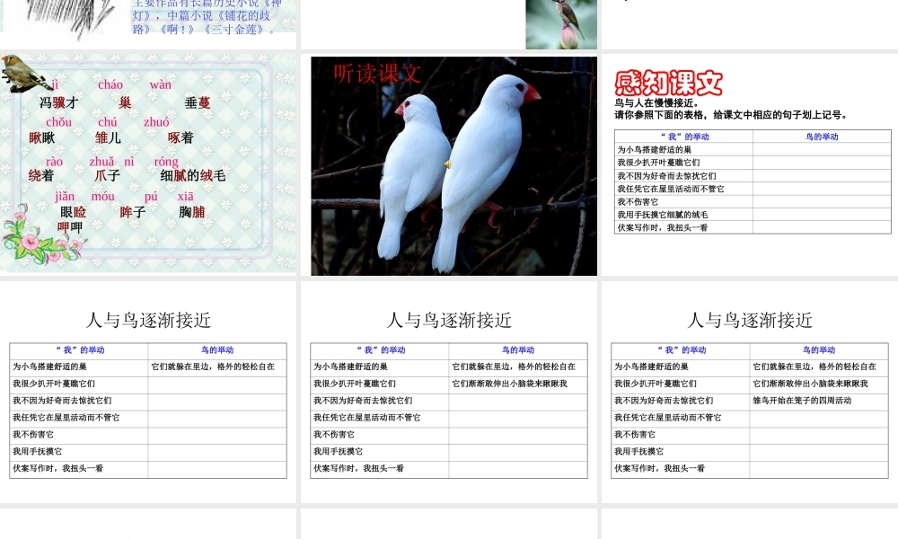 《珍珠鸟》课件