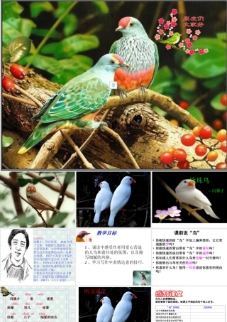《珍珠鸟》课件