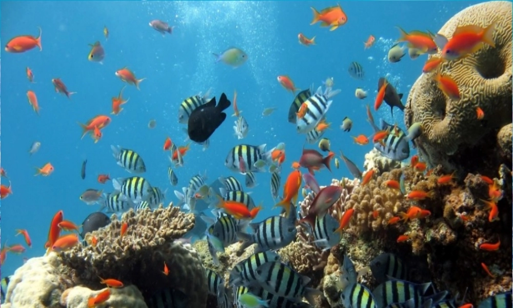 海底两万里阅读展示课