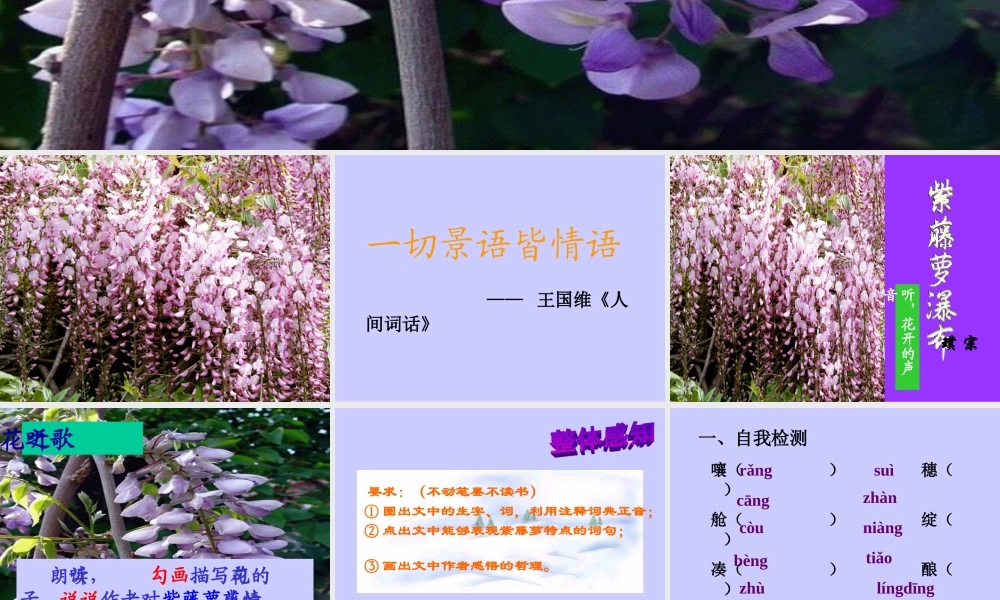 紫藤萝瀑布ppt-定稿