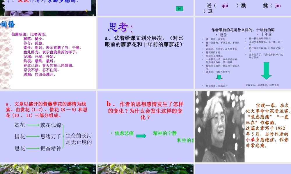 紫藤萝瀑布ppt-定稿