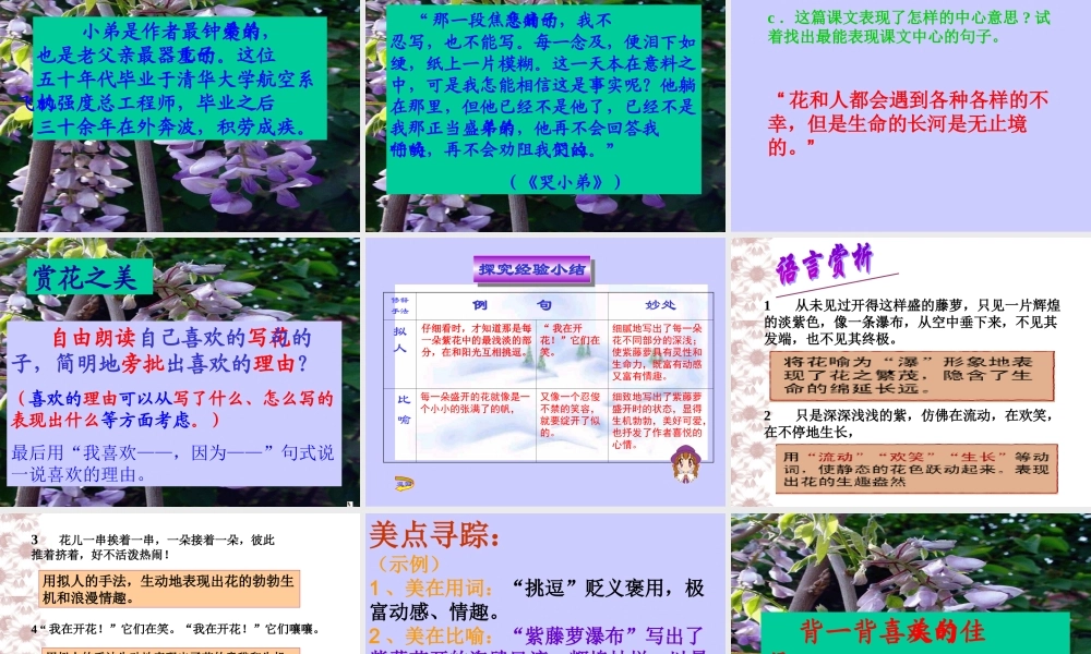紫藤萝瀑布ppt-定稿