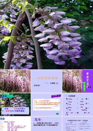 紫藤萝瀑布ppt-定稿