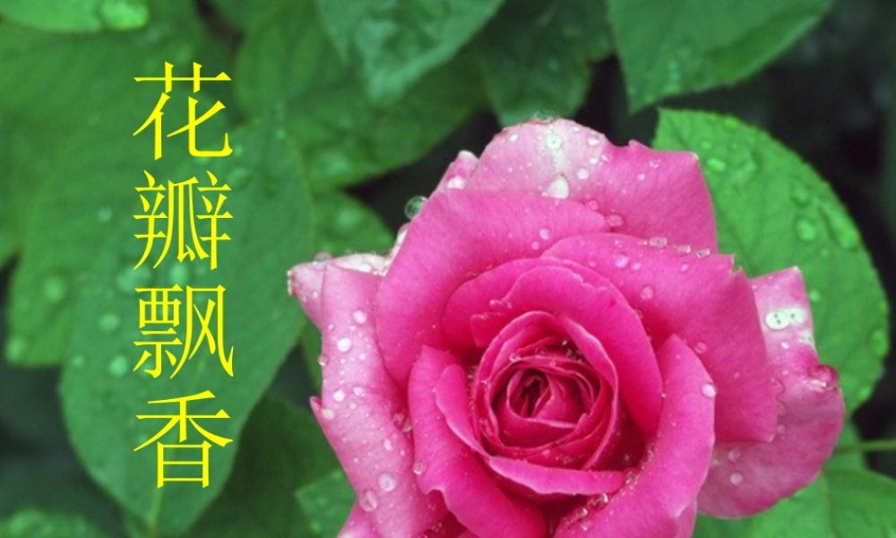 《花瓣飘香》课件