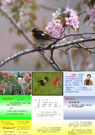 《珍珠鸟-》
