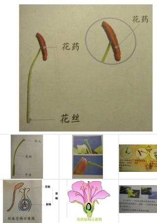 教科版四年级科学下册第二单元《第3课花、果实和种子PPT课件》
