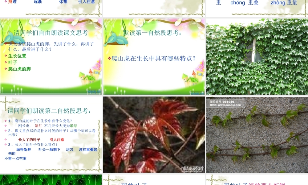 《爬山虎的脚》课件