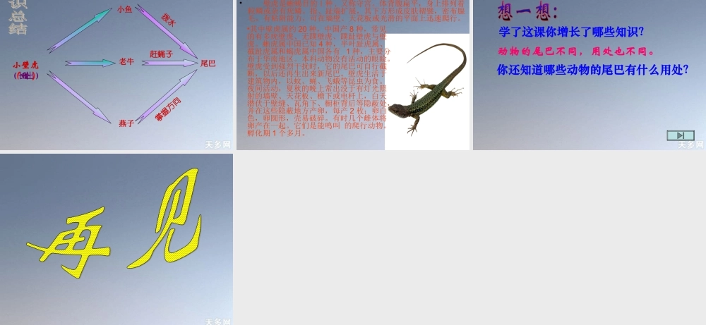 《小壁虎借尾巴》ppt课件