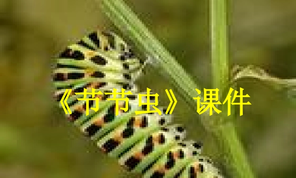 《节节虫》课件02