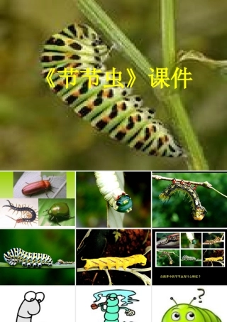 《节节虫》课件02