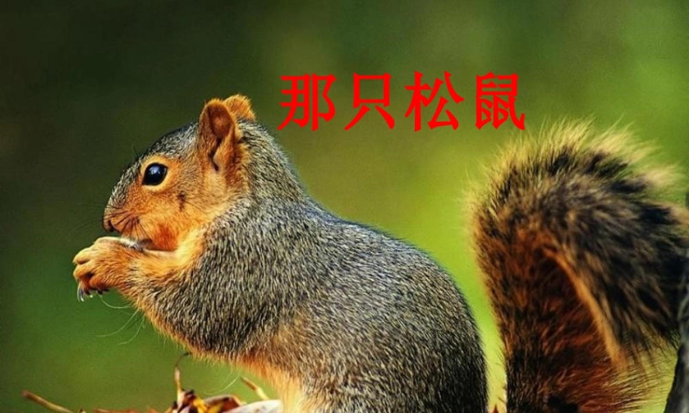 19《那只松鼠》
