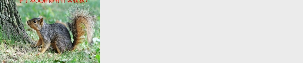 19《那只松鼠》